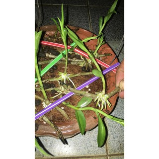 KÍCH RỄ CHO CÂY HÀNG THÁI LAN