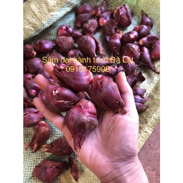 Sâm Đại hành Đà Lạt