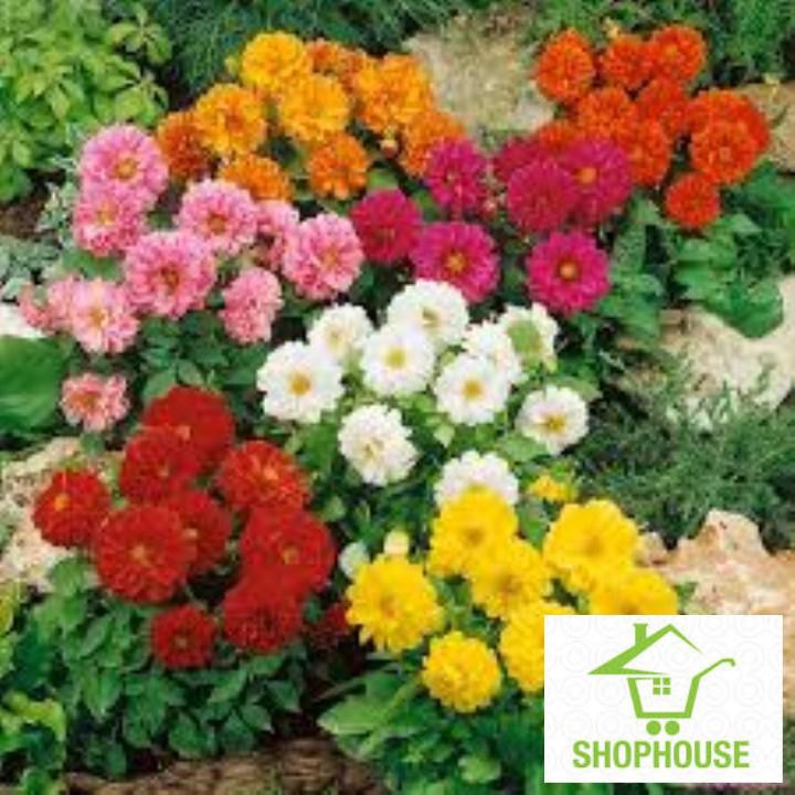 shophouse hạt giống hoa thược dược lùn 40 hạt  SHOP HOUSE  TẾT KHUYẾN MẠI