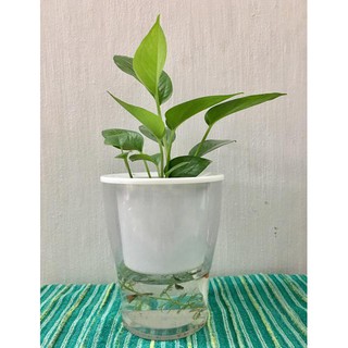 Chậu 2 lớp trồng cây cảnh cá cảnh