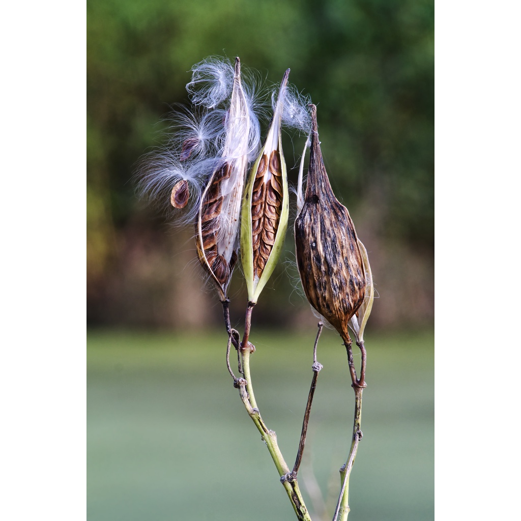 Ống kính máy ảnh Rokinon 80-200mm f4.5 MF Macro for Canon FD  - 17396