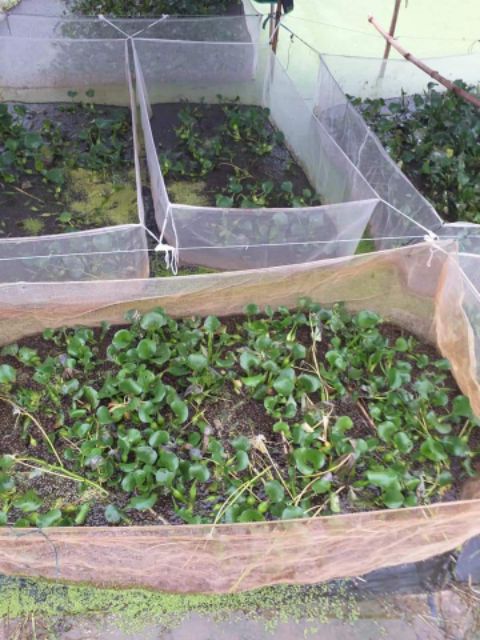 Tráng nuôi ốc nhồi 2x1x1