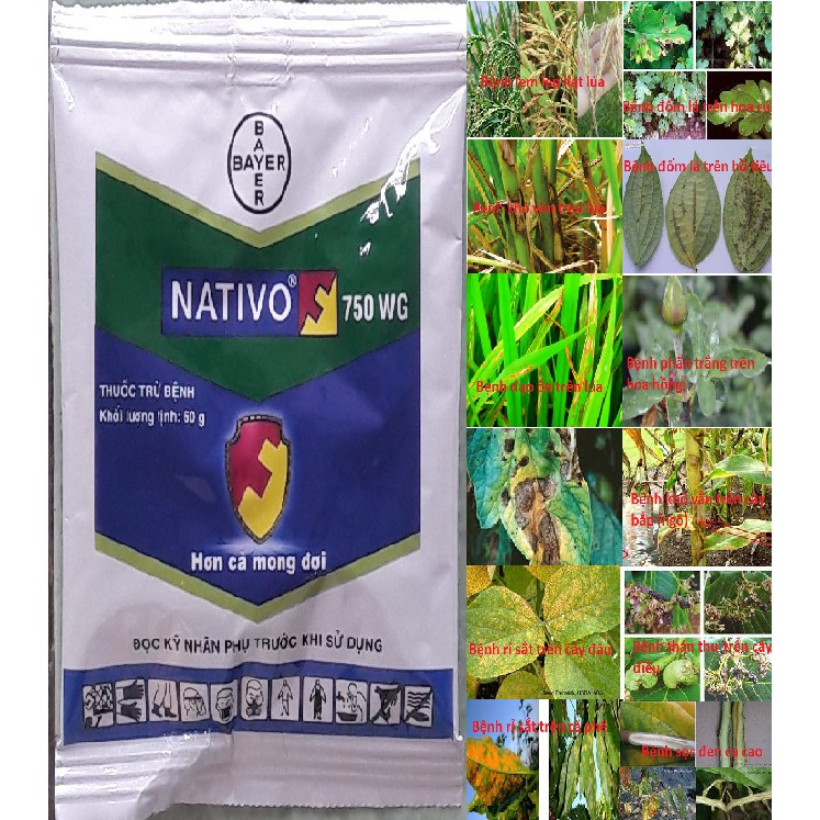 Thuốc trừ bệnh Nativo 750WG 60gr