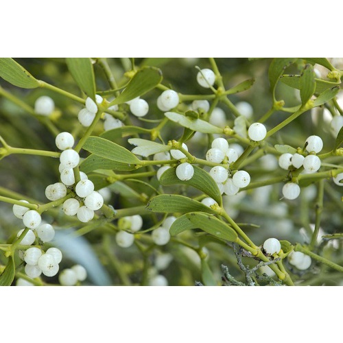 MISTLETOE