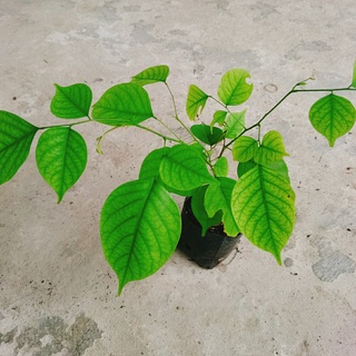 Cây Giáng Hương - caykiengsadec
