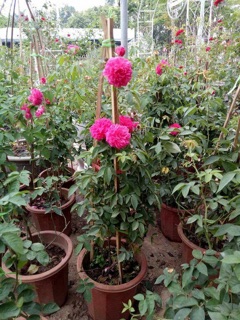 🌵☔️🌵Hoa hồng Leo Tường Vy