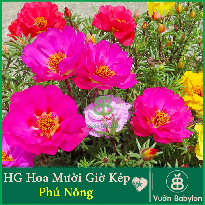 Hạt Giống Hoa Mười Giờ Cánh KÉP 50 Hạt Nhiều Màu, Bông To