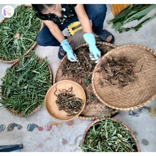 Bột Bồ Công Anh