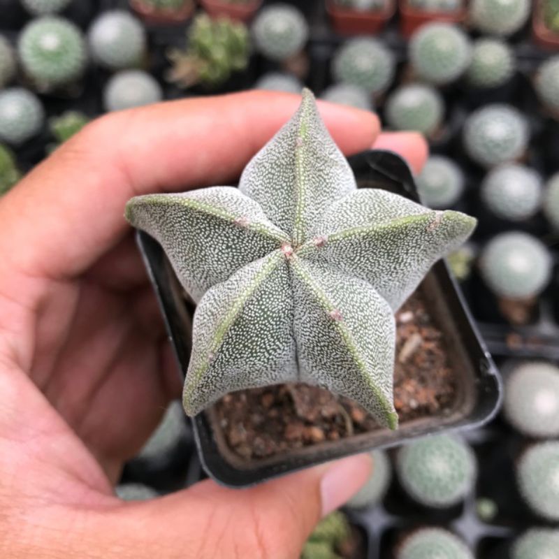 Sale+  Xương rồng astro tuyết 5_6 cm.