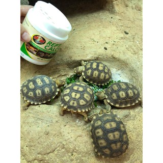 Canxi cho bò sát Zoomed Reptile Calcium 85g