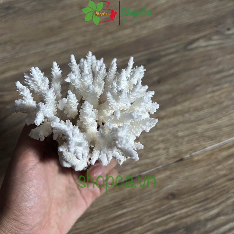 San Hô Bông Trang Trí Hồ Cá - Giúp Tăng Ph Nước Giếng