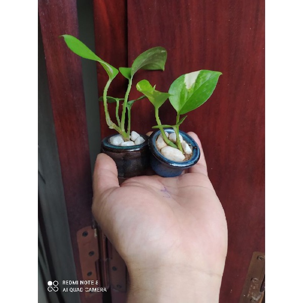 Trau ba đổi trả thoải mái 5k = 1 nhánh dây trầu bà không kèm chậu về trồng lên chậu đẹp phết