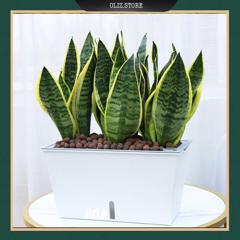 Chậu cây treo ban công Oliz SC201. Chậu trồng cây thông minh tự tưới