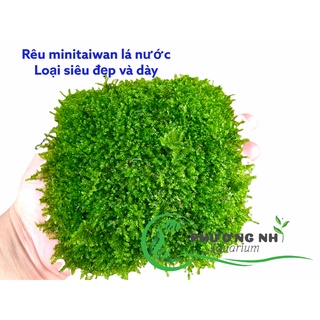 Rêu MiniTaiwan ( lá nước)