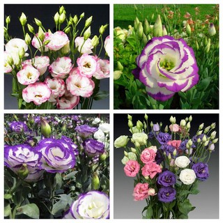 Hạt giống hoa Cát Tường mix nhiều màu