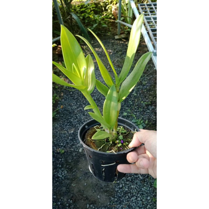 Lan Dendro nắng Bà Liễu