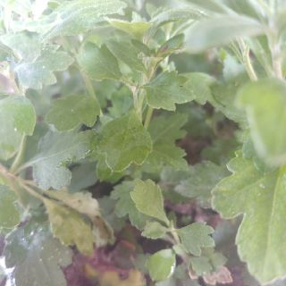 Cây giống cúc mâm xôi vàng