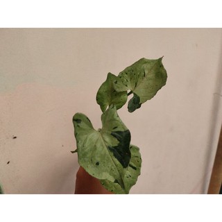 Đèn Flash Singonium Màu Xanh Lá Cây