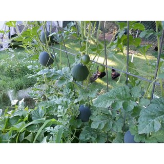 10h hạt giống dưa hấu suger baby võ đen ruột đỏ ngọt