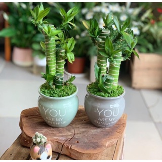 Cây trúc lộc - cây trúc phú quý để bàn [tặng kèm chậu sứ]