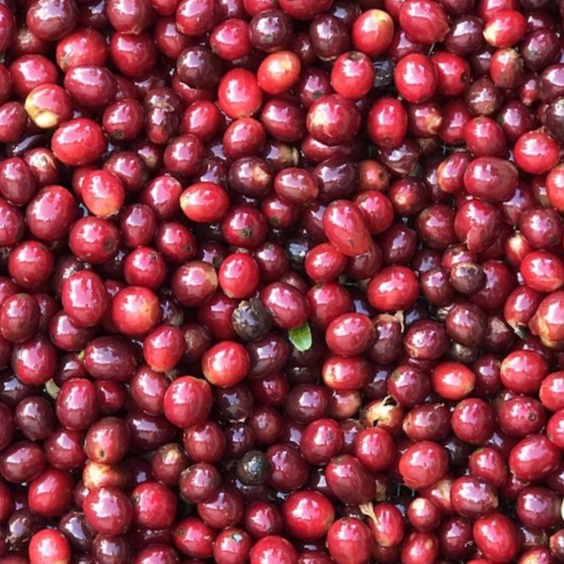 Cà phê mộc nguyên chất - Honey Blend (Gu vừa) [500g/1 túi] - TBCAFE | BigBuy360 - bigbuy360.vn