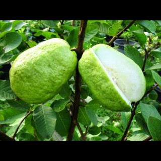 CÂY GIỐNG ỔI LAI LÊ ĐÀI LOAN