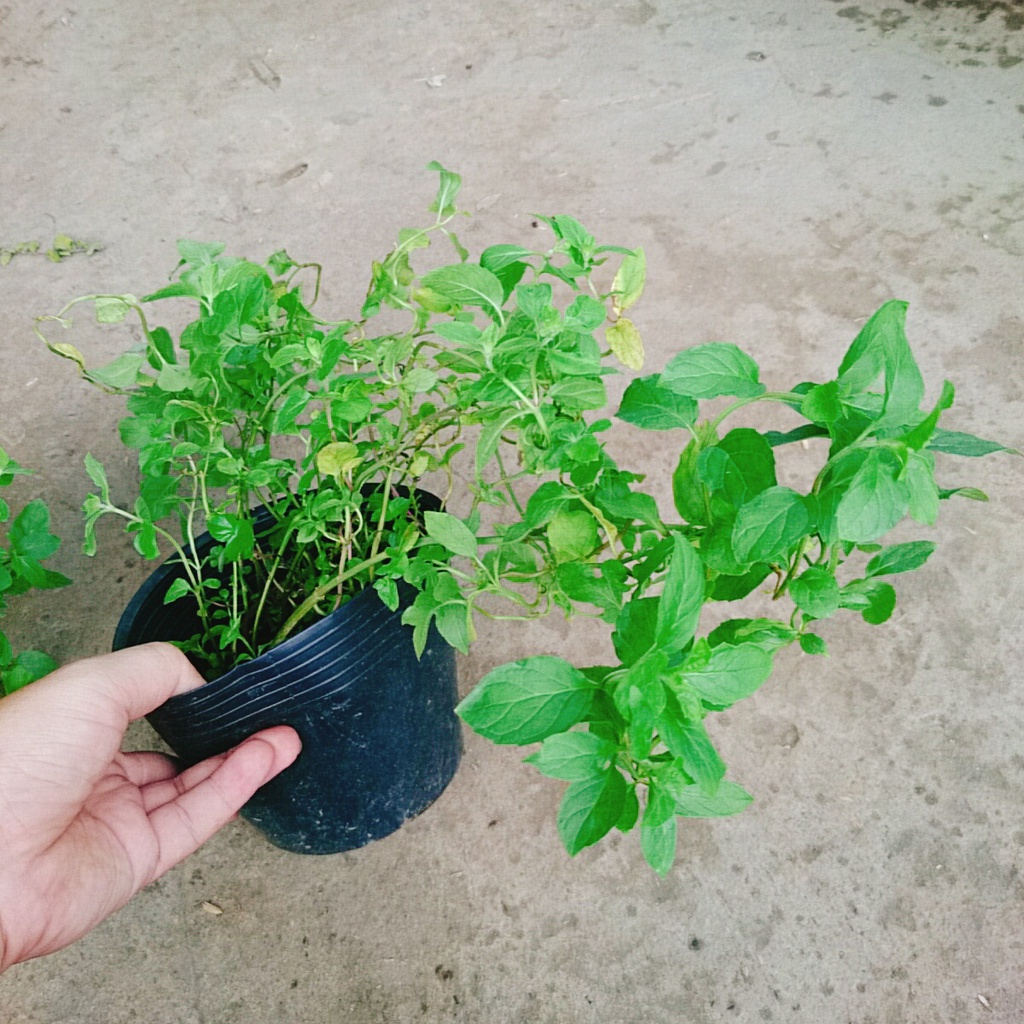 Cây bạc hà chocolate mint