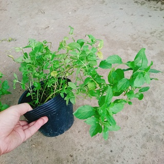 Cây bạc hà chocolate mint