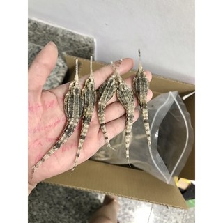 Combo Cá Ngựa Ngâm Rượu 300k