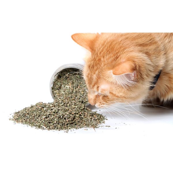 Cỏ bạc hà cho mèo catnip thư giãn ống 45ml, đồ chơi snack ói búi lông giảm căng thẳng Con Mèo Xiêm