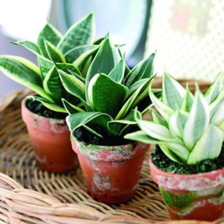 Cây lưỡi hổ mini để bàn