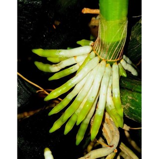 Siêu kích  rễ  Mỹ Take root 56gr