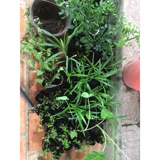 lá dứa hay lá nếp thơm