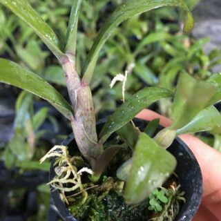 Phi điệp tím hòa bình
