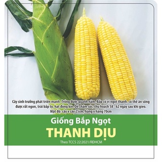 Hạt Giống  Bắp Ngọt Thanh Dịu