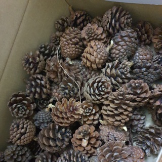 Set 100 quả thông khô