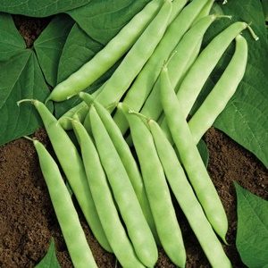 Hạt Giống Đậu Cove Lùn và Leo 50g