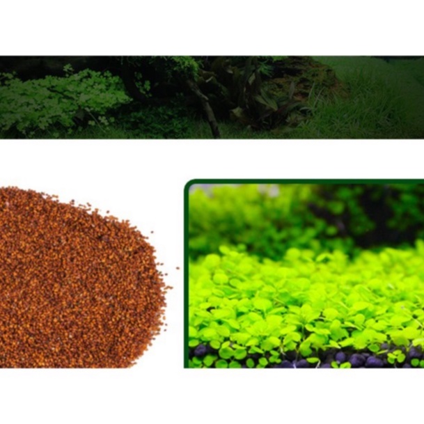 Hạt Mầm Thuỷ Sinh Thần Thánh | Hạt giống thuỷ sinh Thanh Điệp