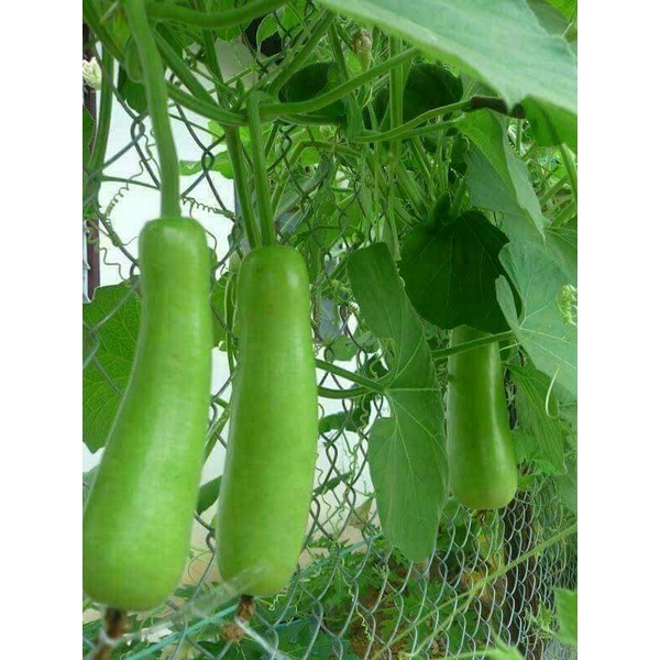 Hạt giống bầu baby 4 mùa  .