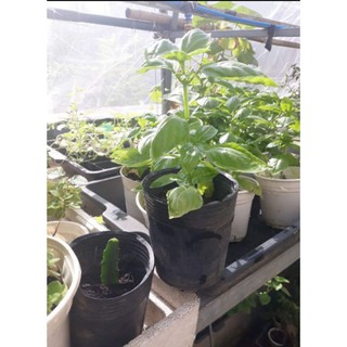 Cây  Húng Tây Sweet Basil