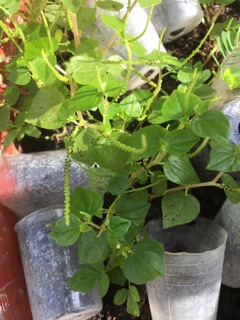 Càng cua- ship hàng thứ 2