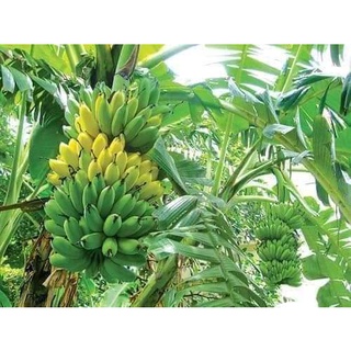 Giống cây Chuối Tây Lùn (Chuối Già Lùn -Chuẩn giống)