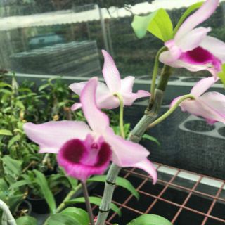 Trầm Rồng Hè