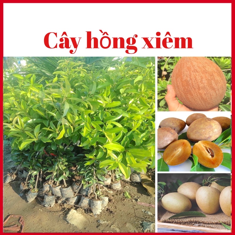 Cây hồng xiêm xoài quả to năng suất cao