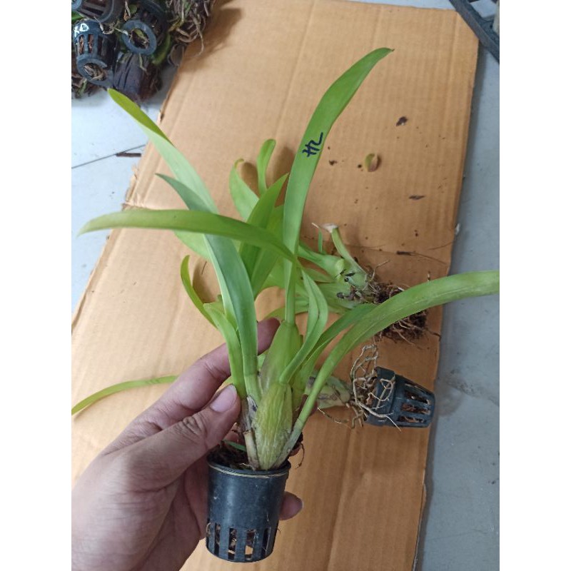 Hoa lan vũ nữ hồ ly tím