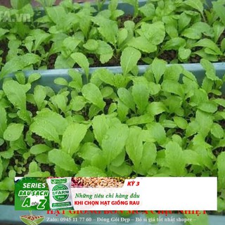 Hạt giống Cải Mơ