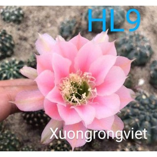 Xương rồng Lobi HL9 hoa y hình rất đẹp!