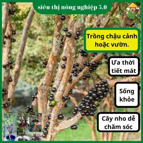 Cây giống nho thân gỗ f1, giống nho thân gỗ tứ quý đại học nông nghiệp, cây nho thân gỗ 12 mùa cao 60cm -80cm