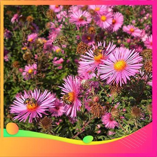 Hạt Giống Hoa Thạch Thảo Mix - 50 Hạt VIETGAR