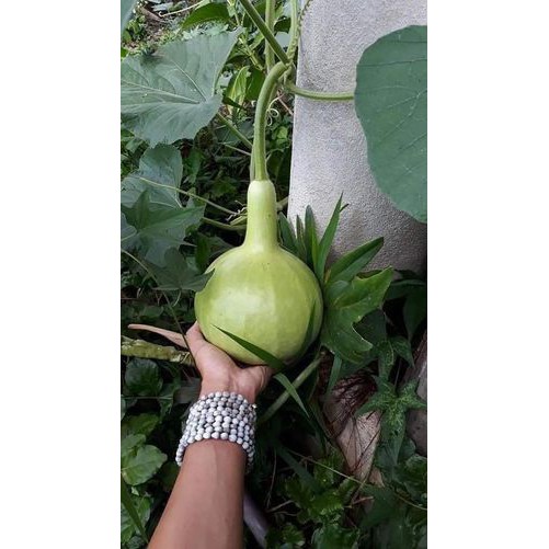 HẠT GIỐNG BẦU HƯƠNG PATAYA THÁI LAN - 15H